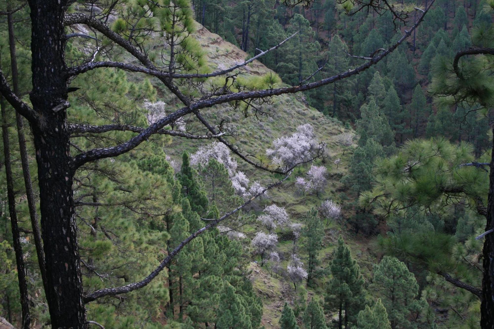 Casa Rural El Riachuelo Garafía 외부 사진